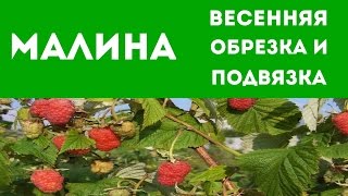 МАЛИНА - КАК ПРАВИЛЬНО ОБРЕЗАТЬ И ПОДВЯЗАТЬ ВЕСНОЙ