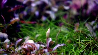 Volantis - Aquarium with Bucephalandra collection