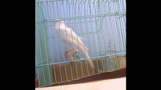 White Canary singing (1)