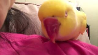 Random Bird Fam Moments
