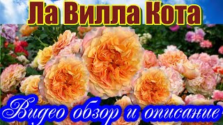 Видео обзор розы Ла Вилла Кота - La Villa Cotta.(W. Kordes' Söhne Германия, 2013)