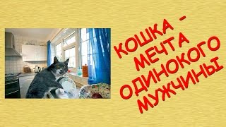 Кошка - мечта одинокого мужчины