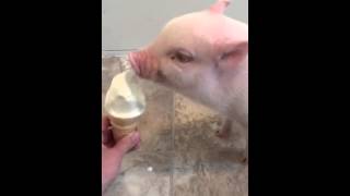 Mini Pig eats ice cream for the first time