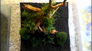 Tutorial Allestimento Acquario Caridinaio In 13lt "Nano Acquario"
