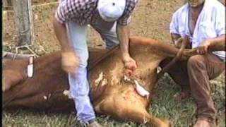 CASTRANDO A BOIADA YOUTUBE. CAPANDO O BOI .Orig. de Cleonovaes. TRINDADE
