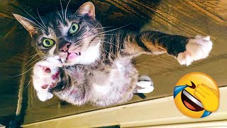 Mountly Best Funny Animal Videos - Cute Cats And Dogs Reactions