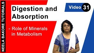 Digestion and Absorption - Role of Minerals in Metabolism