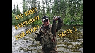 ВОТ ЭТО ДА! КТО ЖИВЁТ В ВЕРХОВЬЯХ ЭТОЙ РЕКИ!? (ч.3)