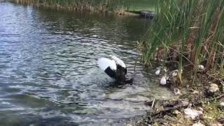 Утиная драка - утка защищает своих детей. Duck fight. Hollywood, Florida, America