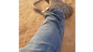 Змея залезла в штаны
