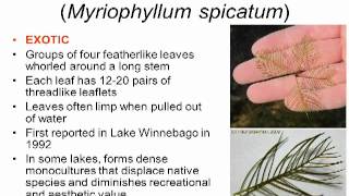 Dip Into Lakes: Aquatic Plants Biology