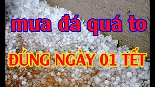 trận mưa đá quá to xuất hiện đúng ngày 01 tết 2020 tại tam nông phú thọ