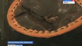 В архангельской области выпускают в море подросших лососят