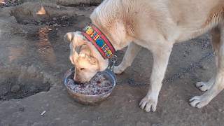 SAMURAY KARNINI DOYURUNCA BAKIN NE YAPIYOR #volkodav #kangal #malaklı