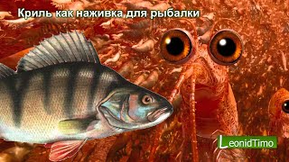 Криль как наживка для рыбалки  - Хит сезона ? корюшка