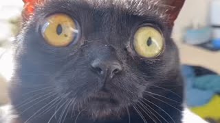 This black cat was rejected by her mom. Then a human took her home.