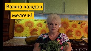 Как вырастить здоровую крепкую рассаду томатов? Пикировать или нет томаты?