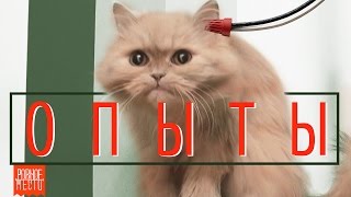 Опыты над Котом!