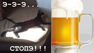 Ориентальная кошка за здоровый образ жизни!