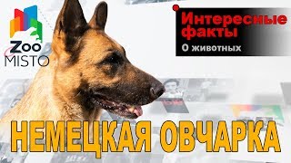 Немецкая овчарка - Интересные факты о породе