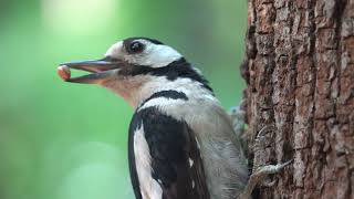 Дятел кормит своего птенца орехами / A woodpecker feeds his chick with nuts