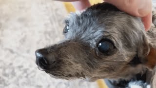 Senior dog was left outside shelter with a toy. This couple is giving her another chance.