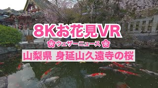 8Kお花見VR「山梨県・身延山久遠寺の桜」ウェザーニュース／sakura VR