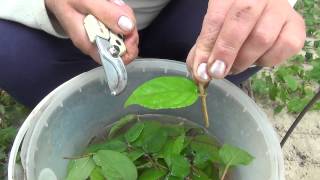 Зелёное черенкование. Green cuttings.