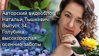 Авторский видеоблог Натальи Тышкевич. Выпуск 34. Голубика высокорослая: осенние заботы