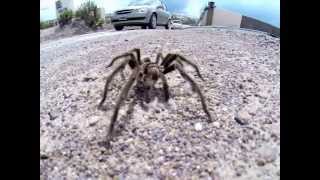 Aranha no deserto
