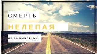 Нелепые смерти снятые на камеру на видео ДТП с участием животных