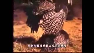 Wild Turkey Mating Documentary
