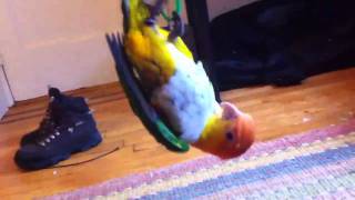 Oliver Playing Around