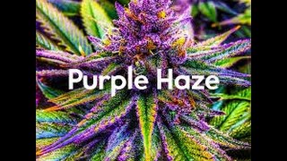 [GTA 5/1.27/1.28] MODE MANAGER PURPLEHAZE + DOWNLOAD