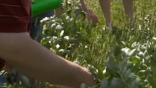 Ankštiniai augalai – biologinio azoto fabrikai