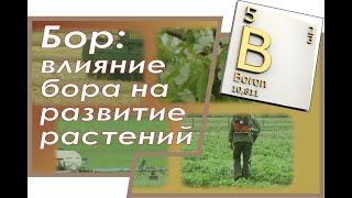 Бор и картофель