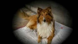 Rough Collie "Ulises"