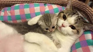Смешные толстые кошки 2019 - Смешное видео МатроскинТВ