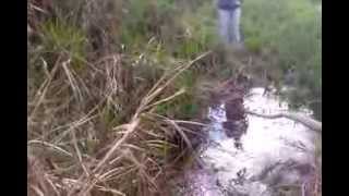 pesca de bagre no tiete