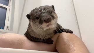お風呂で暖まりきったら飼い主をベンチにして外気浴するカワウソ Otter taking an air bath with its owner as a bench