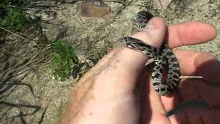First Hatchling Fox Snake of 2011