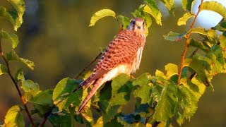 Poštolka obecná (Falco tinnunculus),Turmfalke,Common kestrel