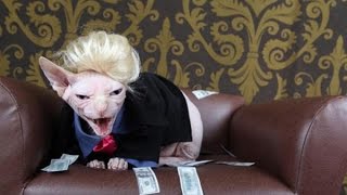 Сool cats videos! Spooky cats for Halloween!  Страшно красивые  коты на Хэллоуин