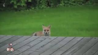 linkin park animals