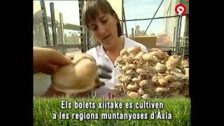 SetasPilar