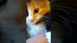 киска. малышка..девочка. трехцветная. редкий. зверек