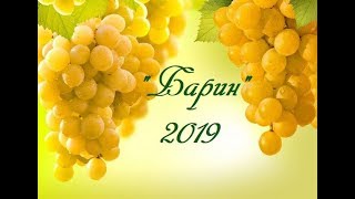 БАРИН. 2019