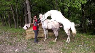 Pur sang arabe endurance vaucluse (Horse Mating)