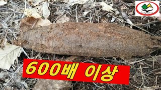 YouTube특강 480, 여성의 아랫도리를 촉촉하게~! 여성호르몬 석류의 약 600배 이상~! 칡 암, 수 구별 이렇게 한다.