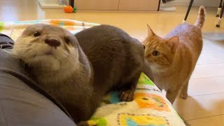 猫にちょっかい出されながらも変な姿勢で寝続ける意地のカワウソ Otter sleeping while being messed with by a cat